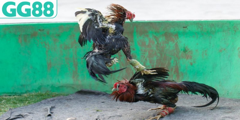 Đá gà cựa sắt cho phép thành viên đặt cược nhiều hình thức