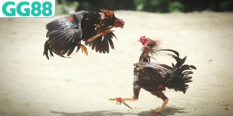 Hội viên trang bị kinh nghiệm cá cược từ chuyên gia