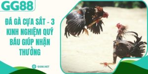 Đá Gà Cựa Sắt - 3 Kinh Nghiệm Quý Báu Giúp Nhận Thưởng