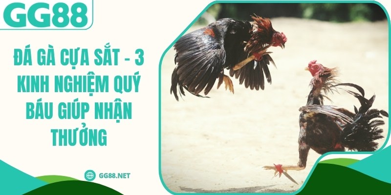 Đá Gà Cựa Sắt - 3 Kinh Nghiệm Quý Báu Giúp Nhận Thưởng