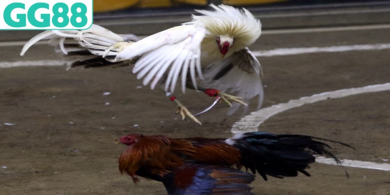 Đá gà trực tiếp thomo có gì hot?