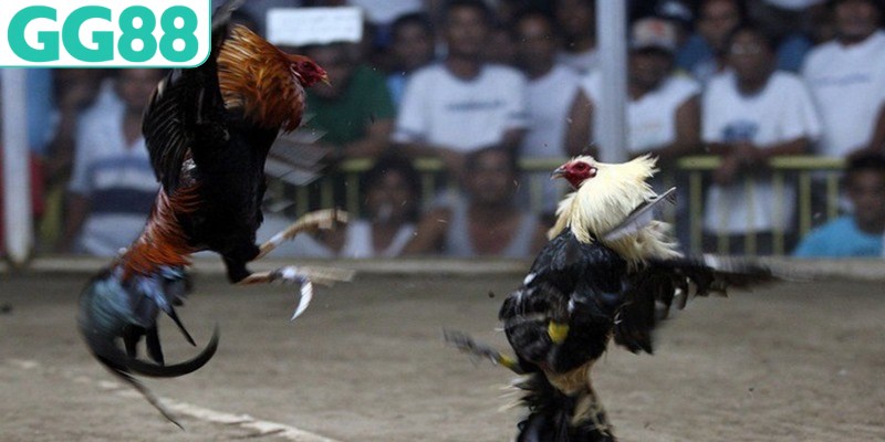 Chất lượng livestream cực kỳ sắc nét