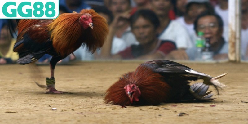Các loại hình đá gà trực tiếp thomo