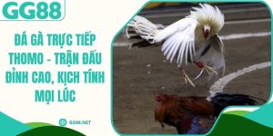 Đá Gà Trực Tiếp Thomo – Trận Đấu Đỉnh Cao, Kịch Tính Mọi Lúc