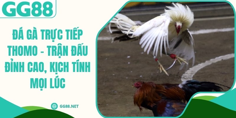 Đá Gà Trực Tiếp Thomo – Trận Đấu Đỉnh Cao, Kịch Tính Mọi Lúc